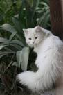Turkish Angora Cat Breed Profile | Petfinder