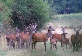 Les données transmises par les deux sangliers équipés dans le cadre du projet via fauna sont riches en information. Battue Au Grand Gibier Dans L Herault De Mi Janvier A Fin Avril Chasse Et Decouvertes