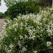 Feuillage persistant vert marginé de jaune sur le dessus et argenté dessous. Arbuste A Fleurs Blanches Liste Ooreka
