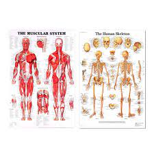 10 human anatomy bones worksheets. Silk Cloth Human Anatomy Poster Skeletal Muscle System Teaching Medical Wall Decorative Posters Painting Calligraphy Aliexpress