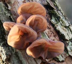We did not find results for: M9610 Auricularia Auricula Judae Mycelia