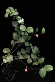 Image result for Carissa bispinosa