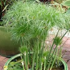 Image result for Cyperus papyrus