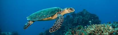 A loggerhead turtle swimming in the ocean. 38 Sea Turtle Facts Trivia And More Factretriever