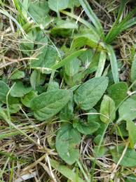 He may need regular deworming since soil and grass can contain parasite eggs. Can Guinea Pigs Eat Self Heal Prunella Vulgaris The Guinea Pig Forum