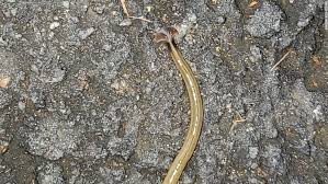 A Snake Like Hammerhead Worm Is Popping Up In Georgia Cnn
