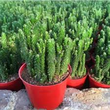 Image result for Opuntia monacantha