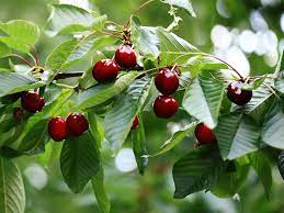 Since 1997, it has been our sole focus to produce the finest chutneys, preserves, marmalades and flavours to excite tastebuds everywhere. Cherry Tree Diaco S Garden Nursery And Garden Centre Melbourne