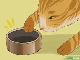 Two parts cooked white rice mixed with one part boiled hamburger or chicken is easy to digest. 3 Ways To Treat Vomiting Accompanied By Diarrhea In A Cat