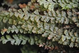 Image result for Hymenophyllum triangulare