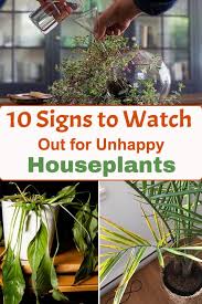 Allow me to explain how to make the best soil for houseplants using additives! Pin On Plants