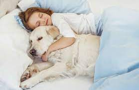 11 Most Affectionate Dog Breeds That Love To Cuddle Reader S Digest Australia