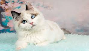 I've searched everywhere for names. Ragdoll Cat Cat Breeds Purina Australia