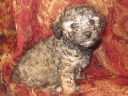 They are such lucky puppies. Beautiful Rare Colored Registered Toy Poodle Puppies For Sale In Canyon Lake Texas Classified Americanlisted Com
