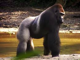 Don T Miss Places In Central African Republic Travel Advice From The Pros Gorilla Gorillas In The Mist Central African