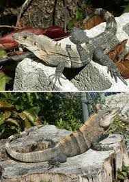 Whip in 1 cup lemon juice. Eny 714 In528 Dealing With Iguanas In The South Florida Landscape