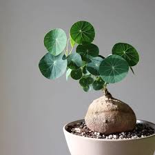 Image result for Salacia erecta