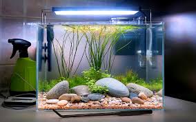 Mobilia Piante Facili Acquario Full Version Hd Quality Facili Acquario Mateblanco Elpicoteo Fr