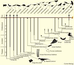 The Origin And Diversification Of Birds Sciencedirect