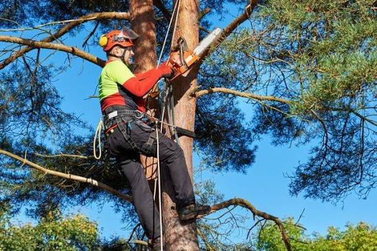 Tree Service Company | Buffalo & Orchard Park, NY | Mays Tree Service Inc.