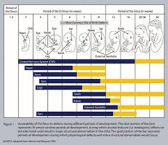 Pregnancy Timeline