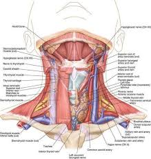 Pin On Thyroid Health
