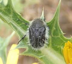 Image result for Tropinota hirta