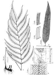 Image result for Menisorus