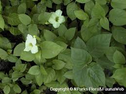 Image result for Asystasia sp. (Biegel 5184)