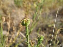 Image result for Osteospermum muricatum