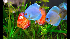 Vereinbaren sie einfach einen termin mit uns. Diskus Im 240l Aquarium Discus Planted Tank Diskus V 240 L Akvariume Youtube