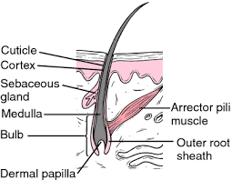Dominant Follicle Definition Of Dominant Follicle By Medical Dictionary