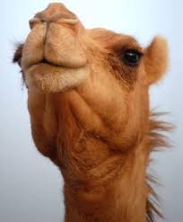 Lansing state journal sports columnist graham couch interviews jamal the camel at the jw camelback resort in scottsdale before the 2012 buffalo wild wings bowl. Signs In The Universe Al Jamal The Camel He Is Allah The One And Only Ù‚ Ù„ Ù‡ Ùˆ Ø§Ù„Ù„ Ù‡ Ø£ Ø­ Ø¯