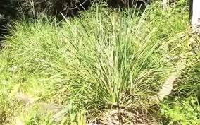 Italian ice or italian white or coconut ice. Lomandra Longifolia Mat Rush Tree