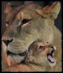 Family Love Union Happiness Smile Goodmoments Animals Beautiful Cute Baby Animals Animals Wild