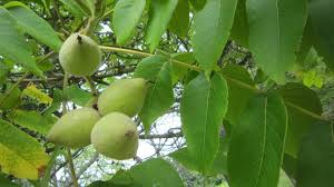 Butternut trees has a few distinguishing features to tell them apart from other walnut species. Rwlt Butternut