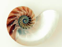 Résultat de recherche d'images pour "coquille"