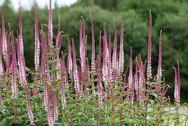Veronicastrum virginicum 'erica' culver's root. Veronicastrum Virginicum Erica Ballyrobert Gardens