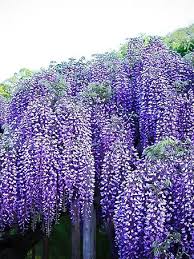 If you want more codes, then asked in the comment box. Buy Wisteria Vines Online Shop Wisteria Vines The Tree Center