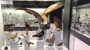 The zoological and paleontological museum is open. Nice To Visit Bild Von Zoologisches Museum Zurich Tripadvisor