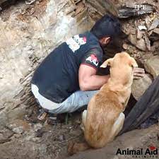 Mother Dog Helps Rescuers Dig For Her Buried Puppies | This mother dog is trying to save her puppies from the rubble ? ❤️ Credits: Animal Aid Unlimited (FB.com/AnimalAidUnlimited) Read the news