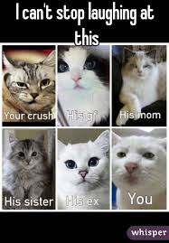 I Can T Stop Laughing At This Funny Cat Memes Funny Animal Memes Funny Animal Pictures