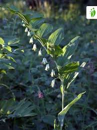 Once established, solomon's seal slowly spreads and creates a. Solomon S Seal Polygonatum Multiflorum Flowers Naturegate