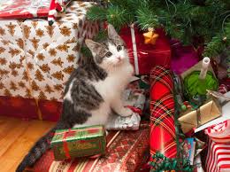 There are thirteen of them and they all have different names. Interview With Iceland S Christmas Cat Iceland Travel