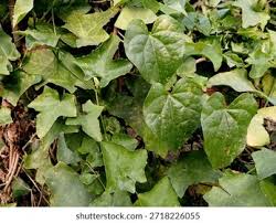 Image result for Zehneria