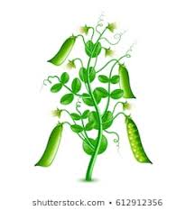 1000 Pea Plant Stock Images Photos Vectors Shutterstock