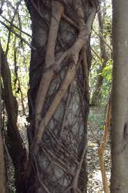 Image result for Ficus polita