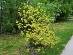 Image result for Cornus volkensii