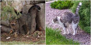 Can Cats Spray After Being Fixed