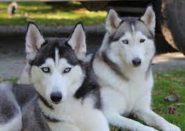 Explore 14 listings for german shepherd husky puppies for sale at best prices. Snofall Siberians Siberian Husky Breeder South East Melbourne Vic